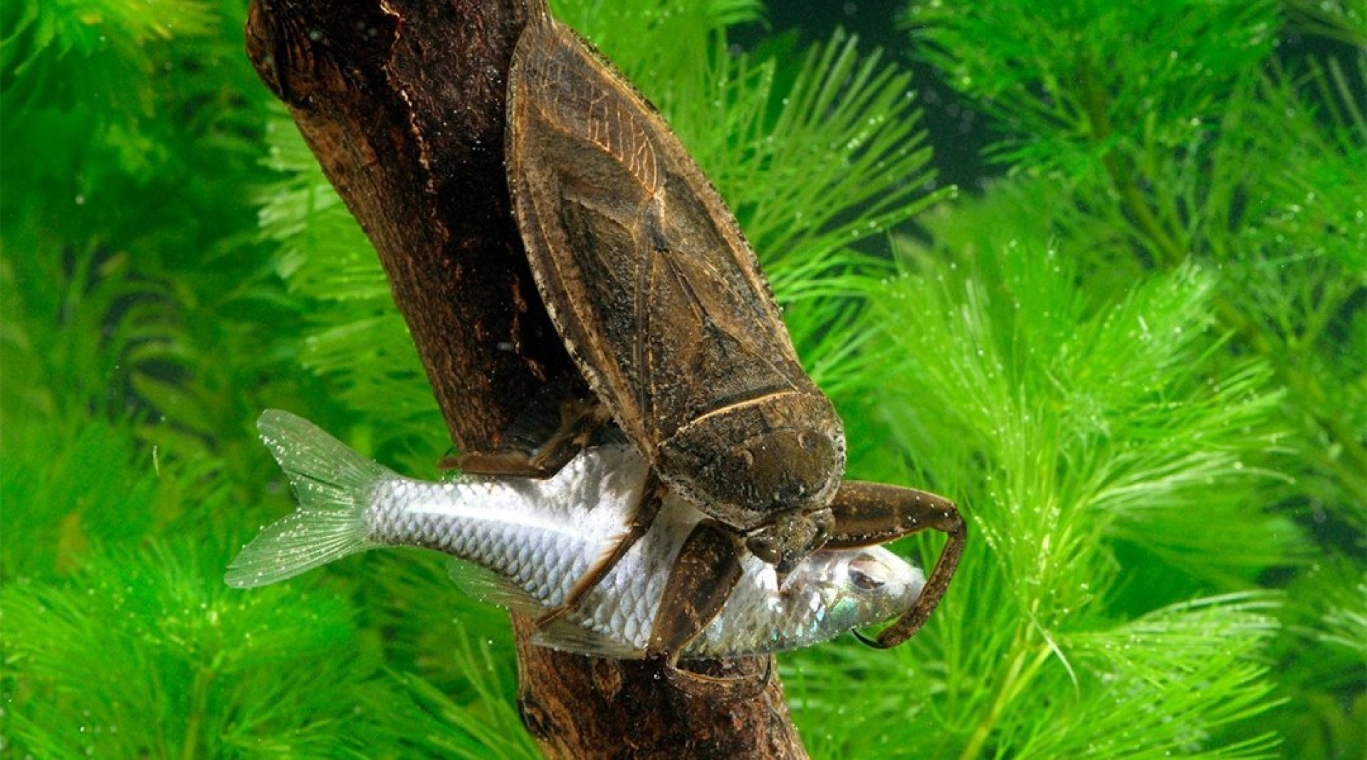 Hay una especie de chinches acuáticas capaz de devorar ranas y serpientes en un santiamén