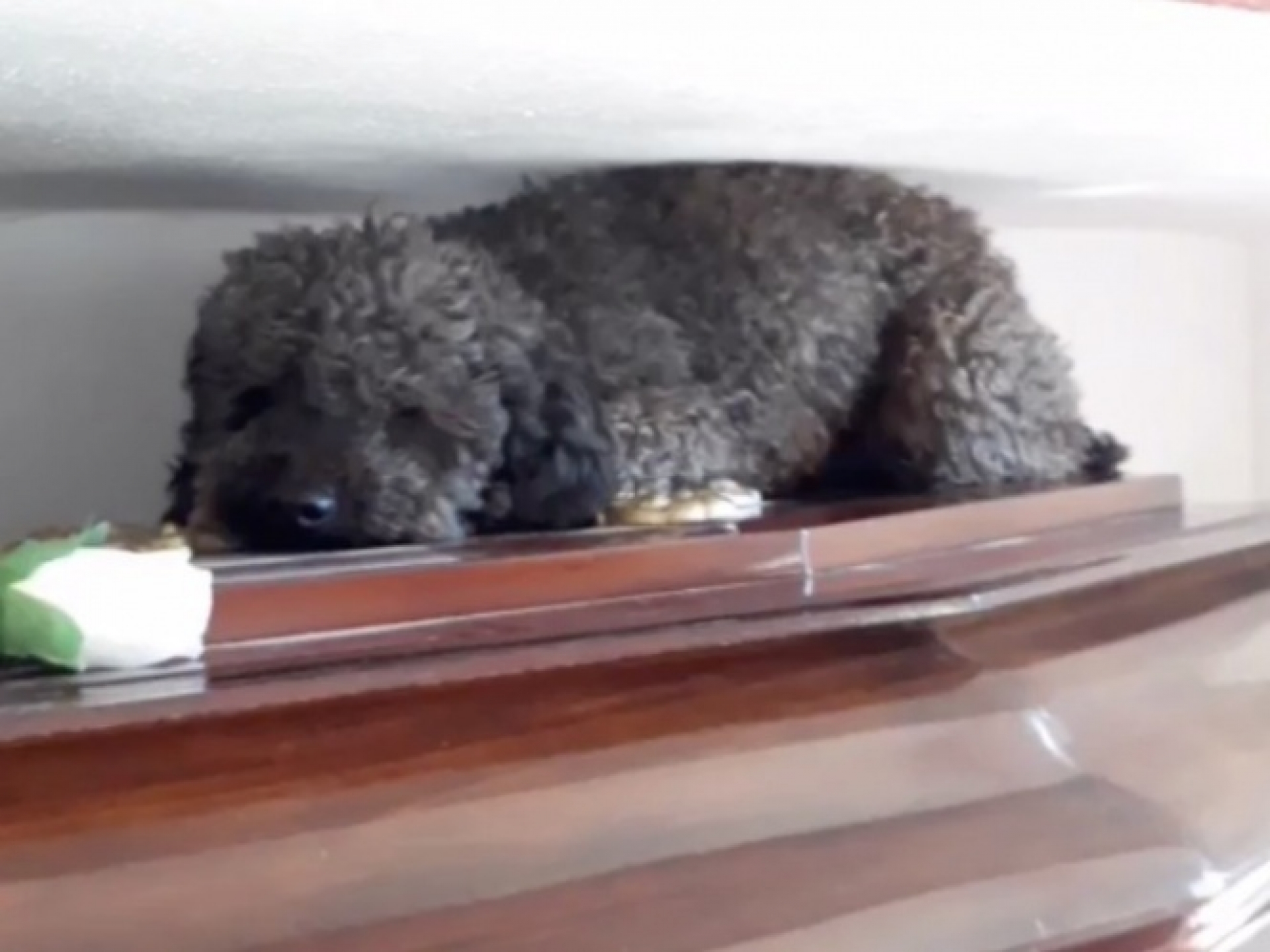 Benito, se quedó con su dueña hasta el último momento