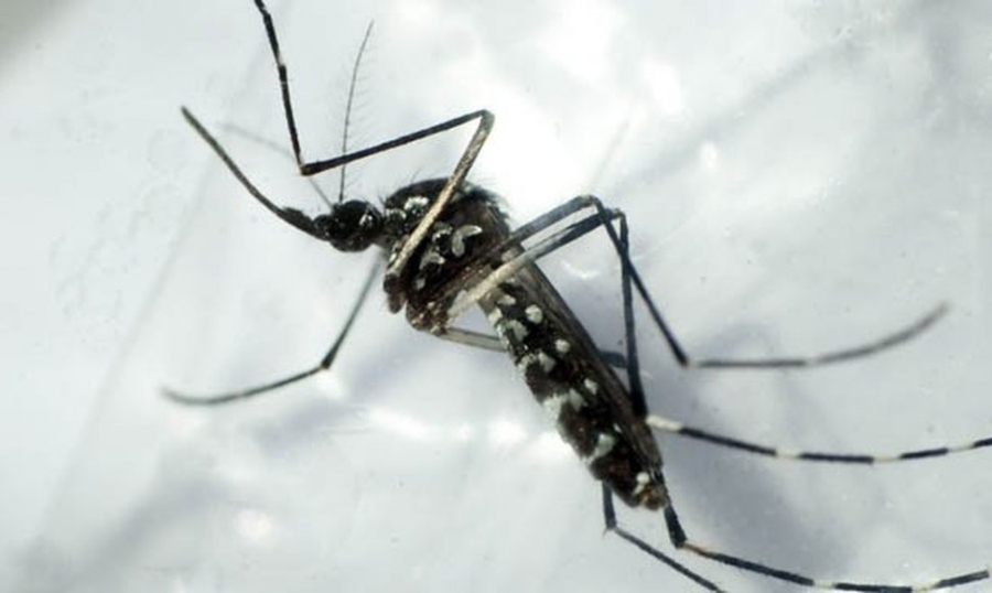 Llaman a tomar medidas preventivas contra el chikungunya y el zika
