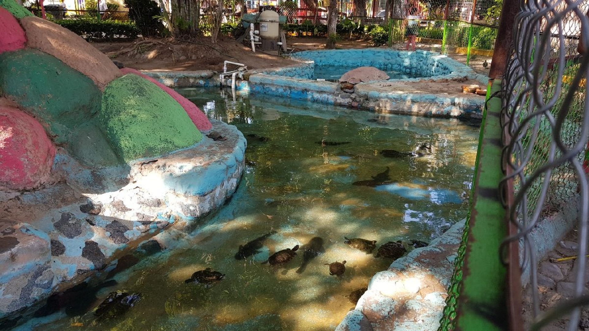 Sorprende a ciudadanos limpieza del tortugario del Parque Emiliano Zapata