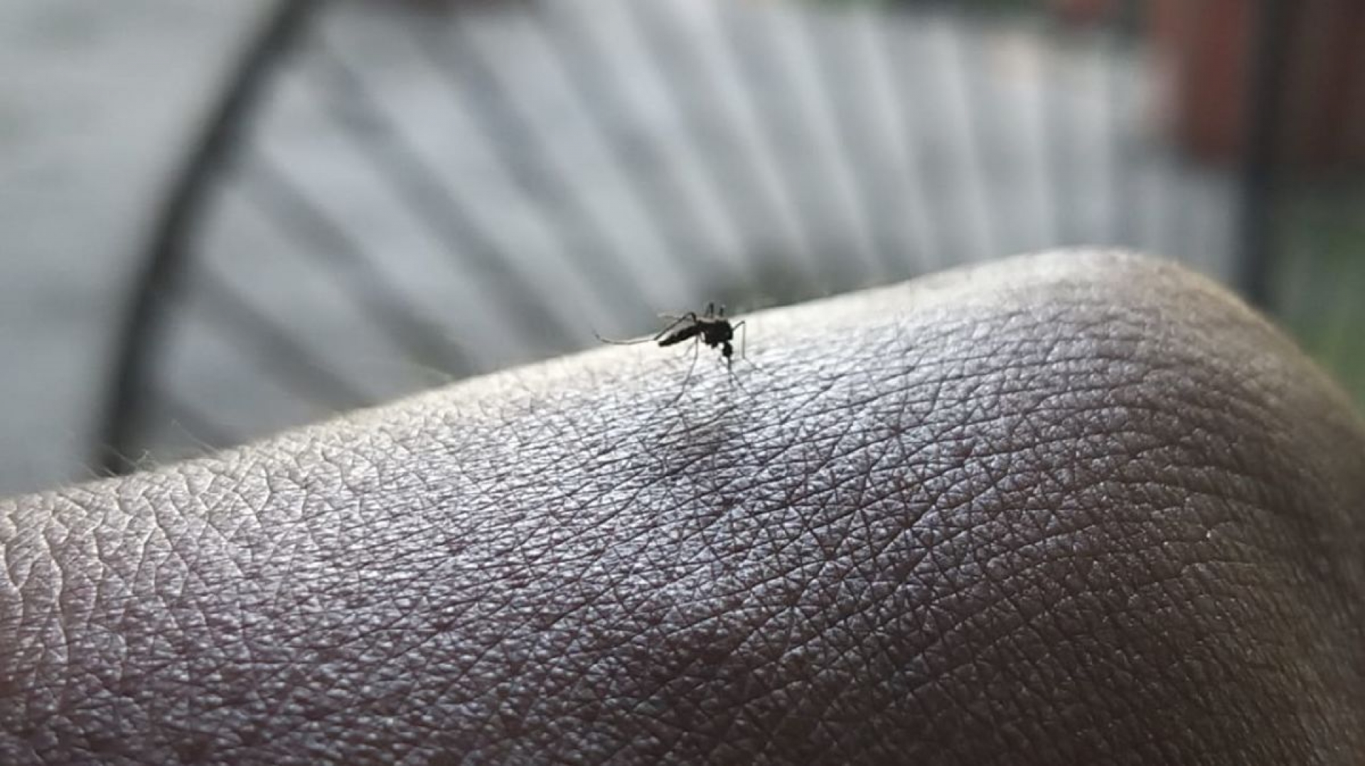 Detectan un caso de dengue hemorrágico en Coahuixtla
