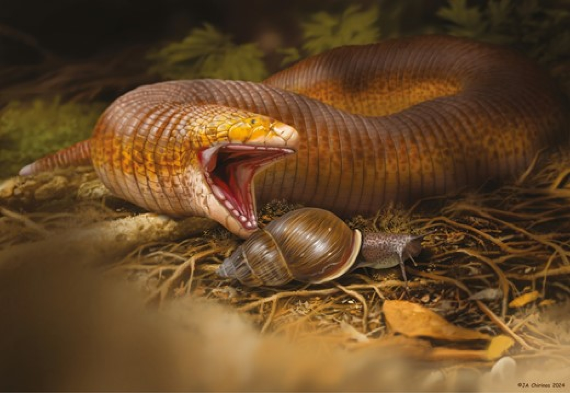 Nuevo fósil de lagarto lombriz revela mandíbulas adaptadas para romper caracoles