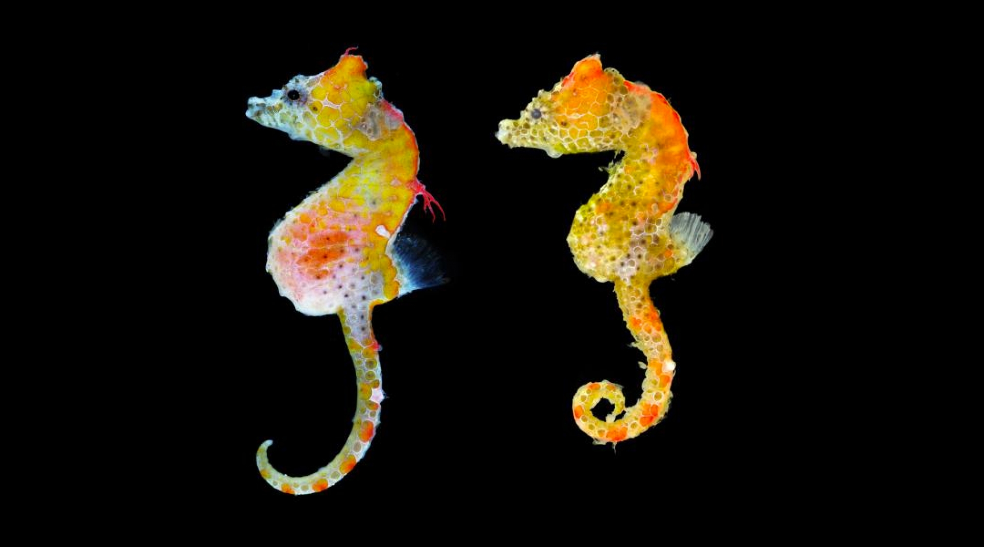 Descubren un nuevo tipo de caballitos de mar del tamaño de un grano de arroz