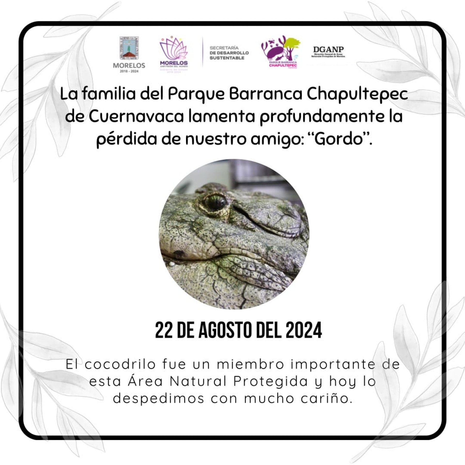 Muere 'Gordo', cocodrilo que habitaba en el parque Barranca Chapultepec