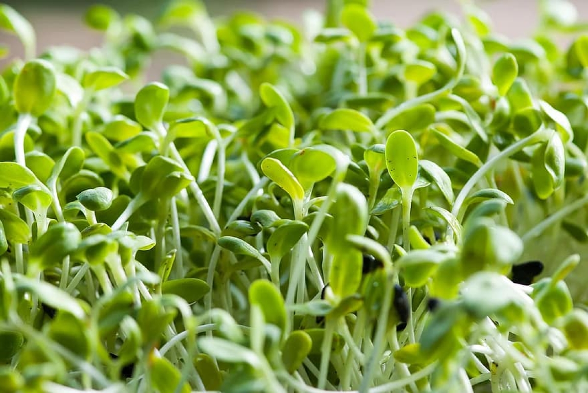 La planta que podría crecer sobre la superficie de Marte y que serviría como fertilizante