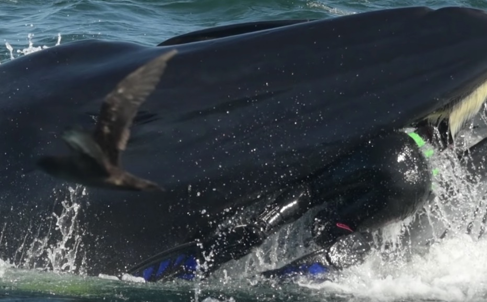 VIDEO: Ballena se traga a buzo en Sudáfrica y lo expulsa vivo en una playa