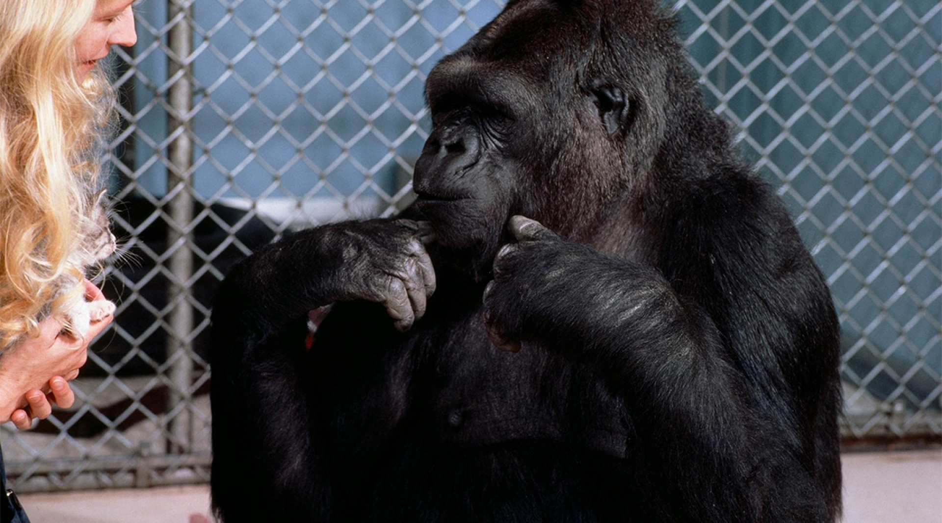Falleció Koko, el gorila que podía “hablar” y se ganó la amistad de Robin Williams