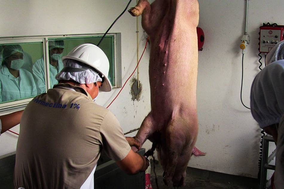 Buscan erradicar la tuberculosis bovina en la entidad