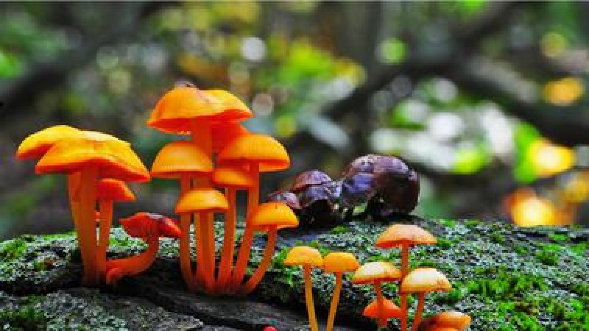 Los hongos 'hablan entre ellos": Se comunican con 50 palabras distintas