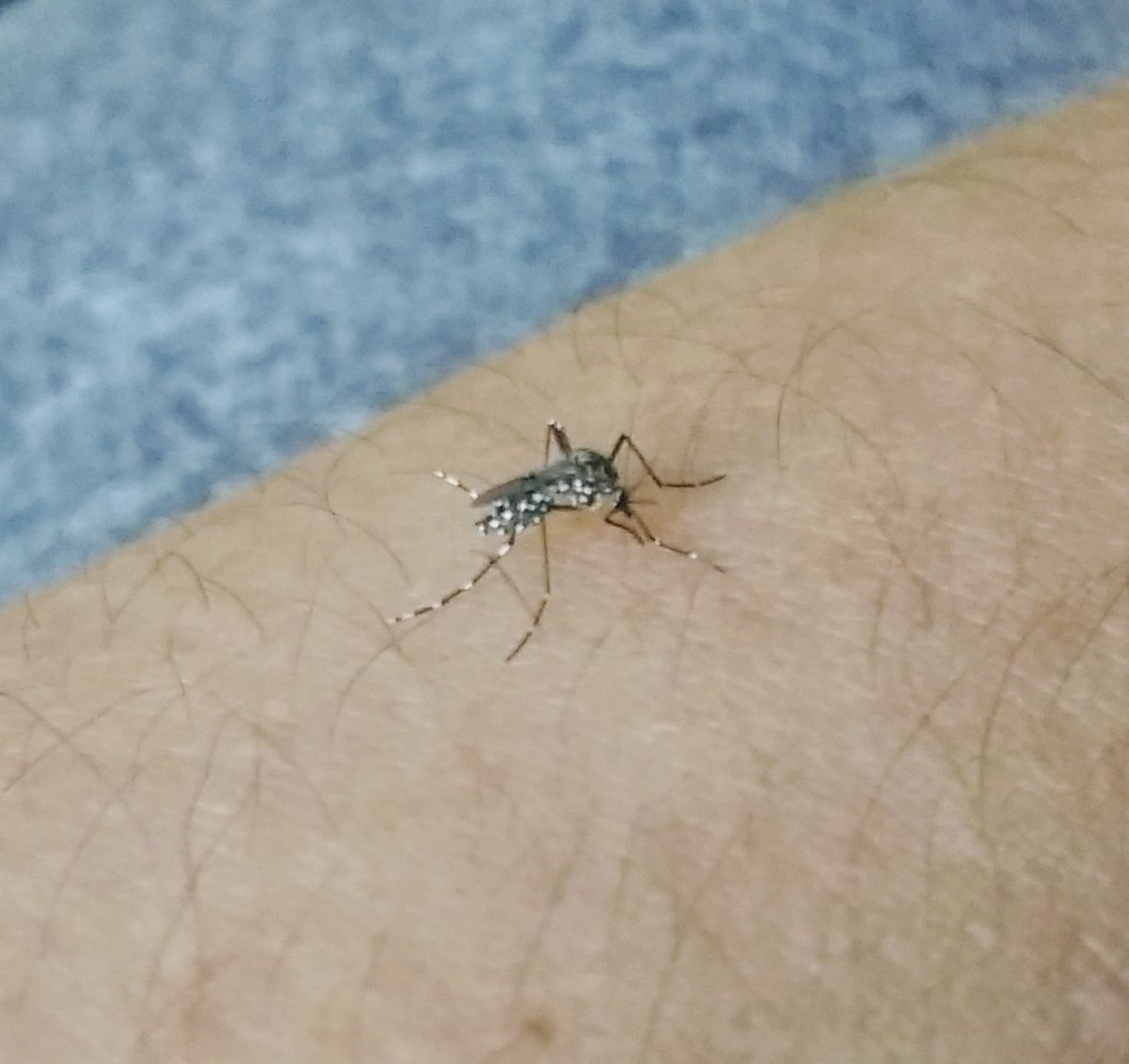 Crece incidencia de dengue en Morelos