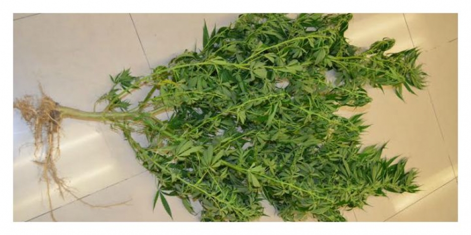 Aseguran una planta de marihuana en Xochicalco