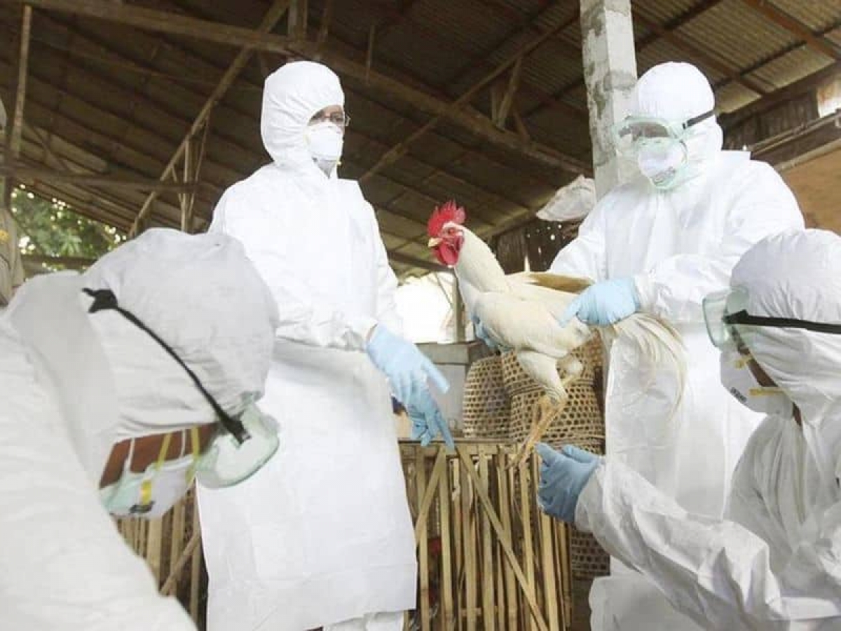 China confirma caso de gripe aviar H5N6 en un hombre