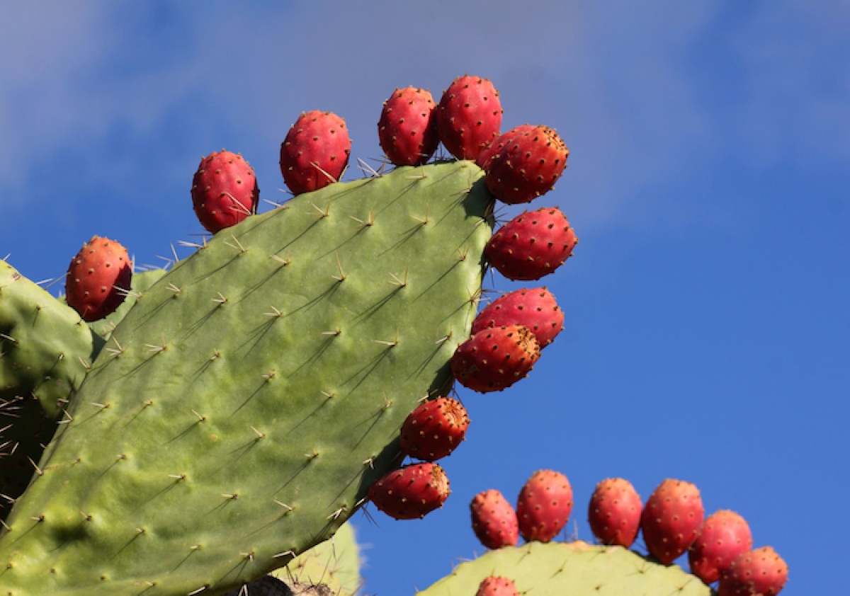 El nopal mexicano se utilizaría para purificar agua a través de un novedoso polvo