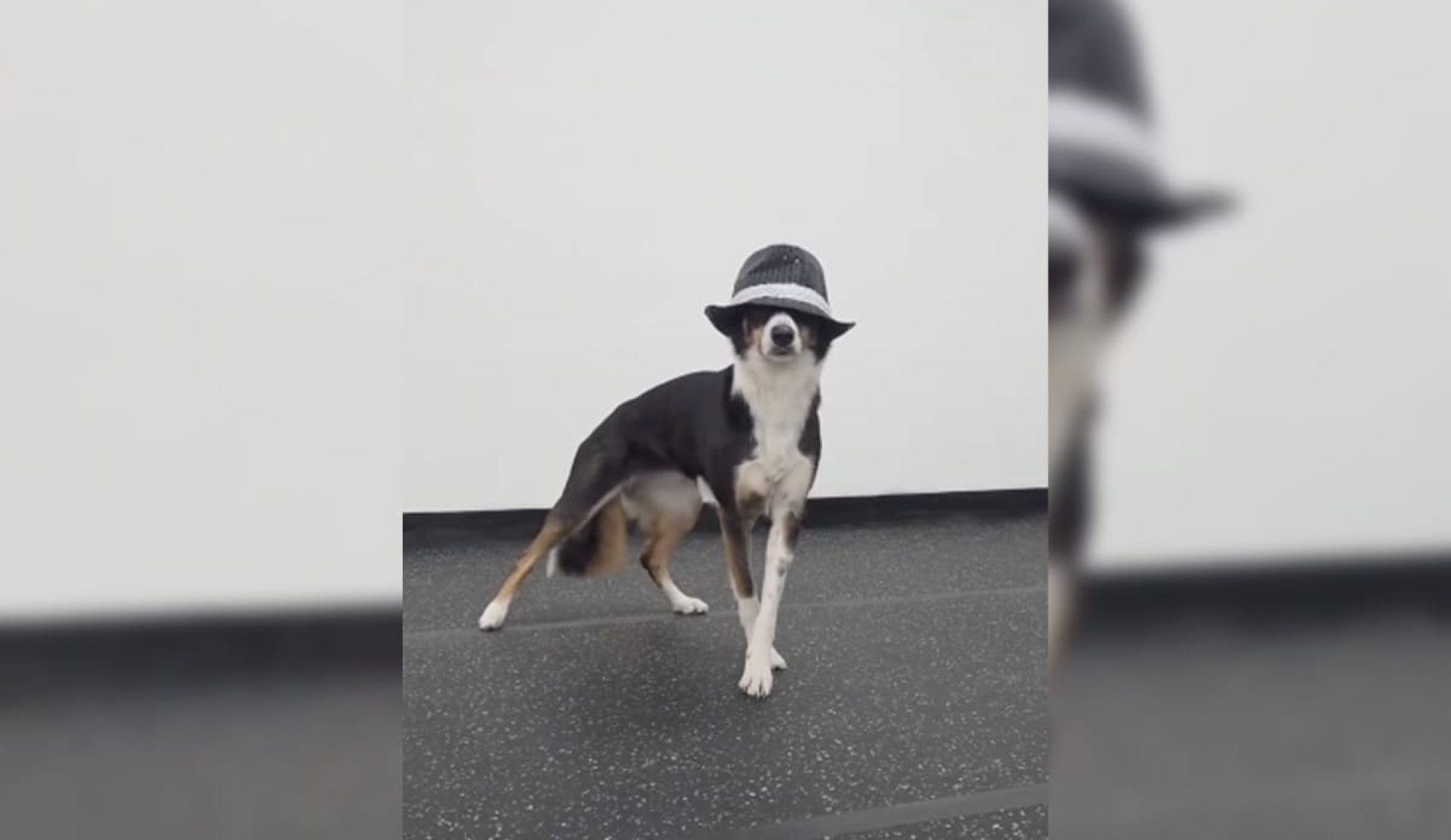 Perrito se vuelve viral por coreografía de Michael Jackson