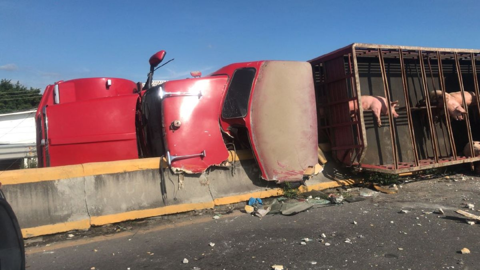 Vuelca tráiler que transportaba ganado porcino