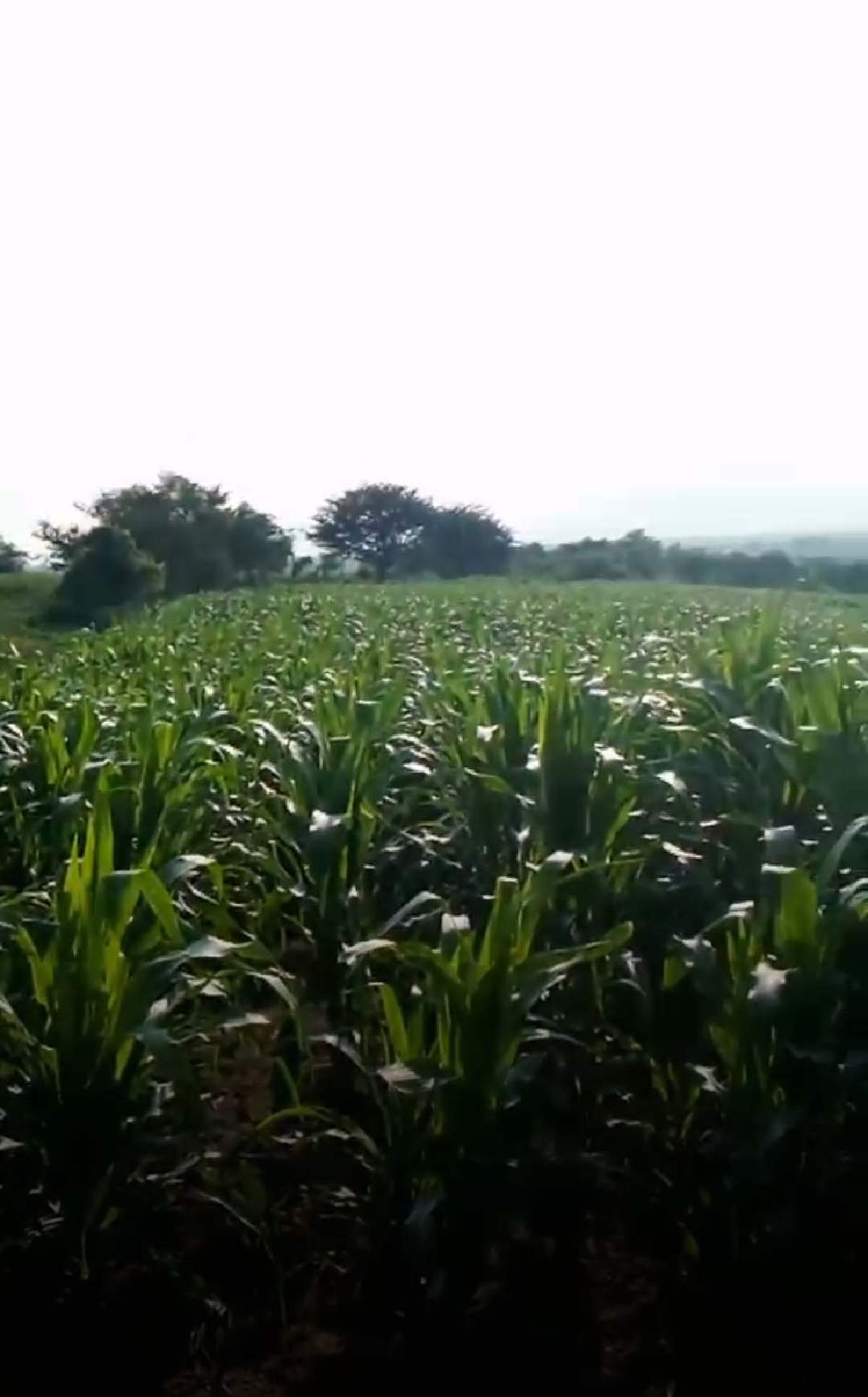 Productores de maíz y sorgo, beneficiados con recientes lluvias
