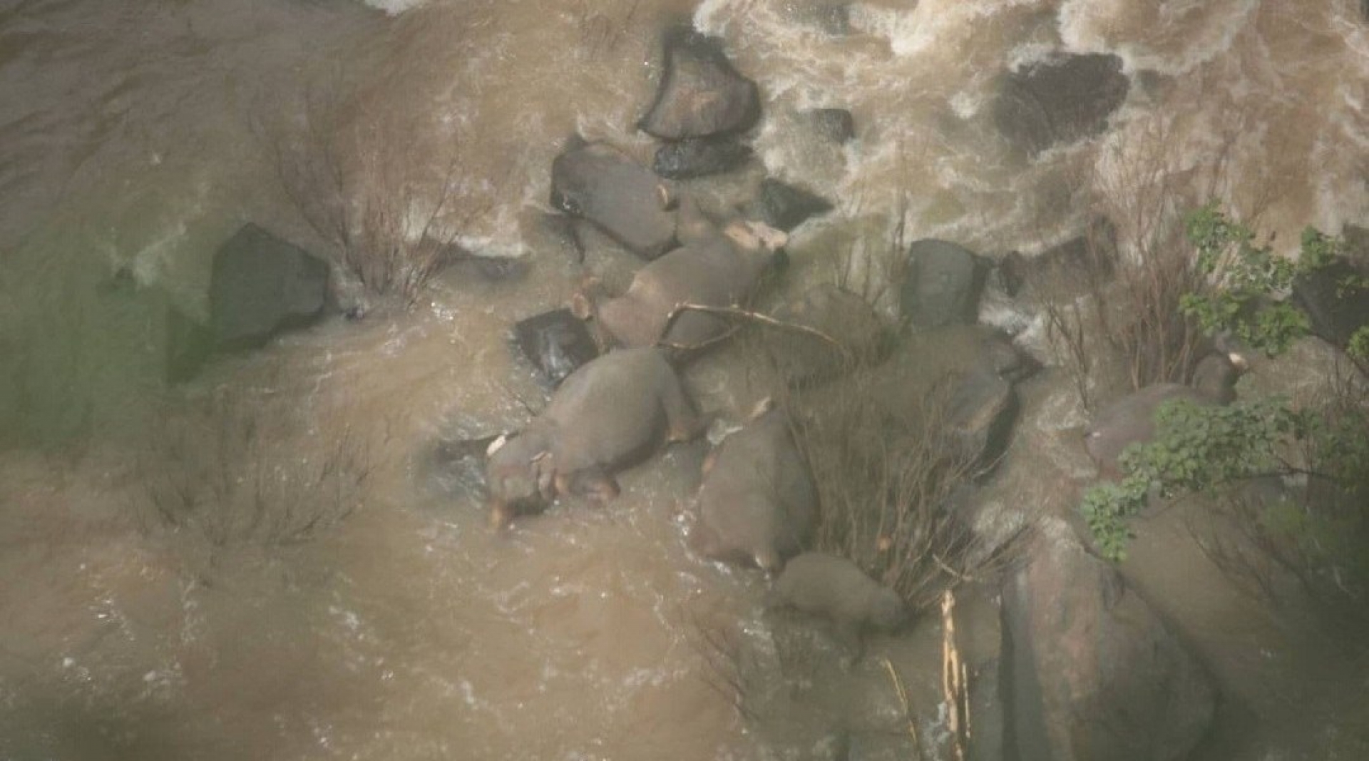 Mueren 11 elefantes que intentaban salvarse mutuamente de caer de una cascada