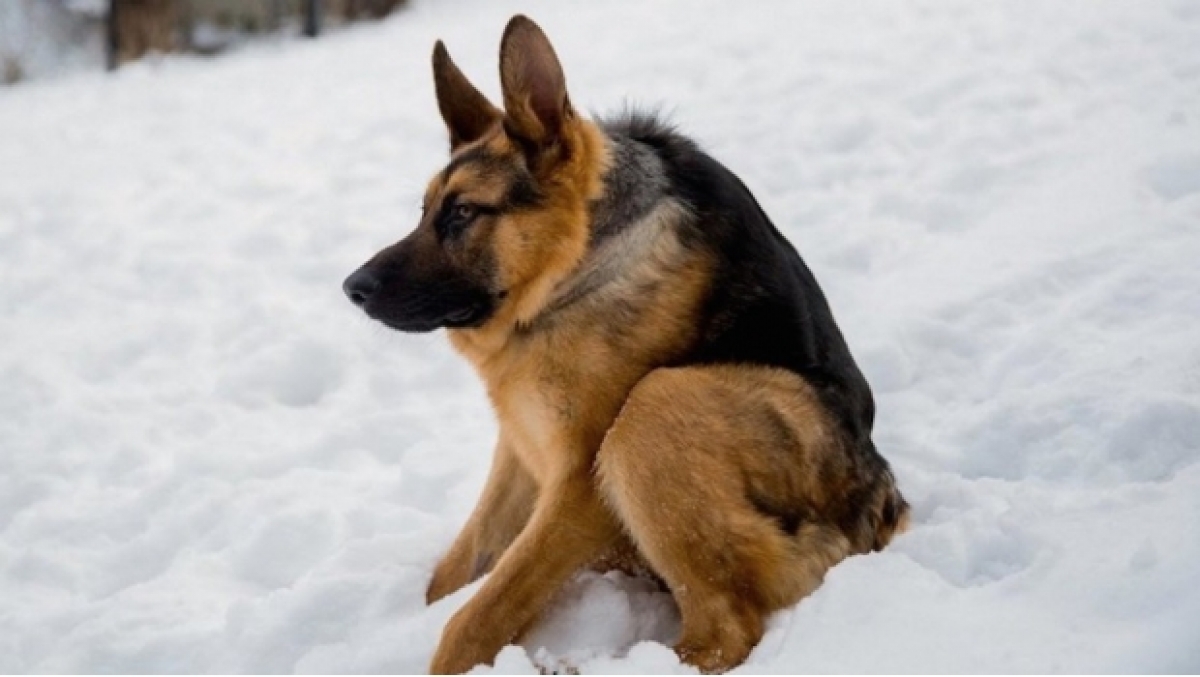 Conoce a el perro con joroba del que todo mundo está enamorado