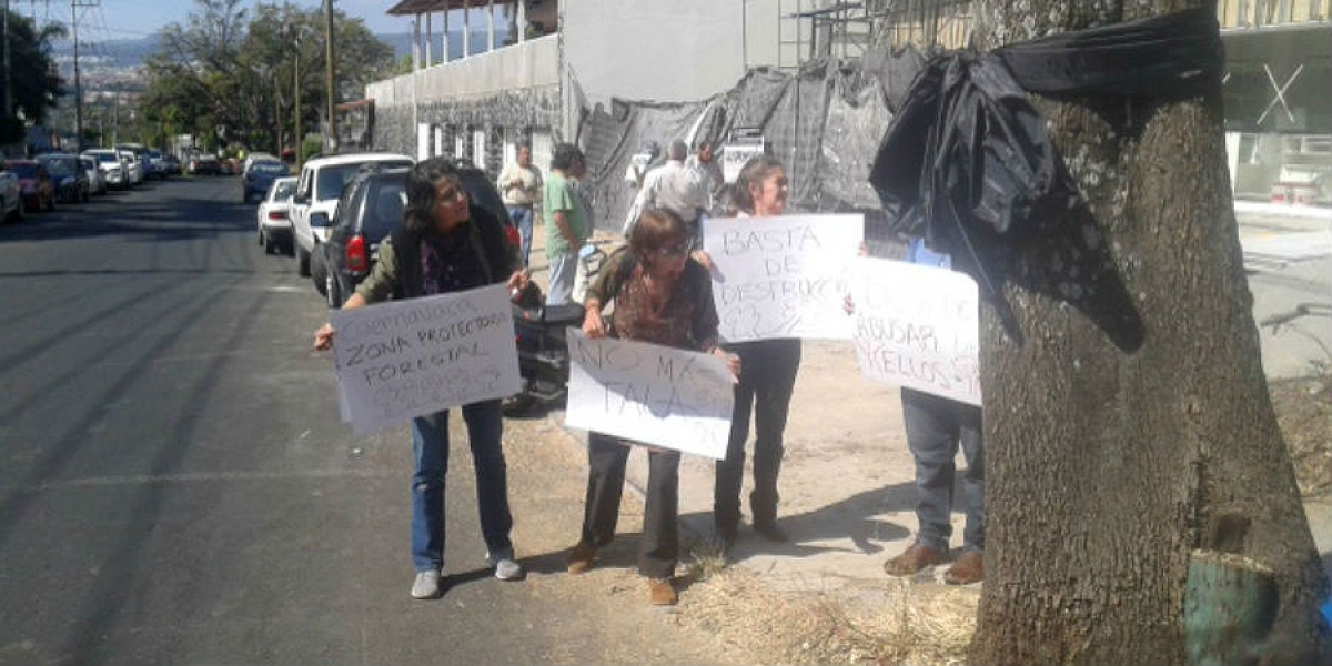 Ahora: Se manifiestan ambientalistas por tala de árboles