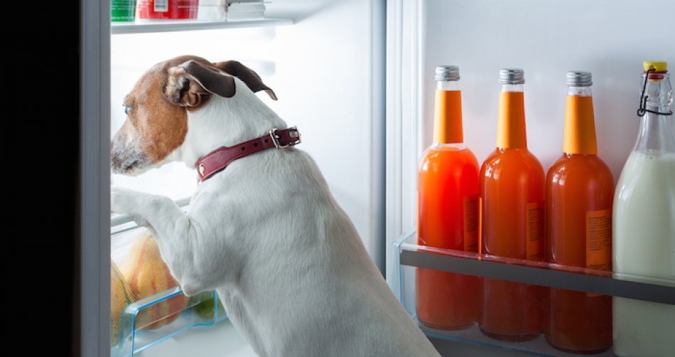 Ni como premio: comida humana para perros y gatos no es sana