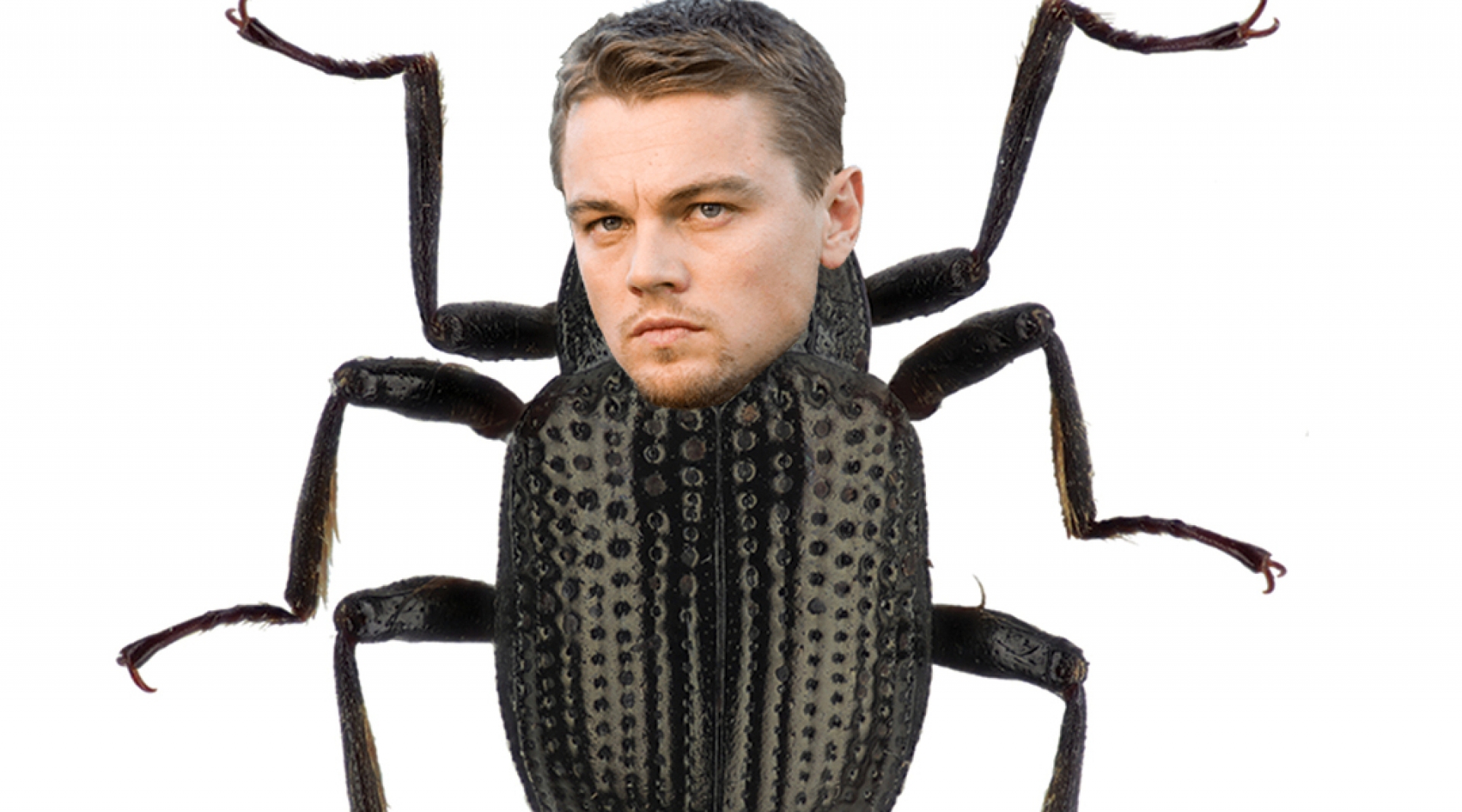 Nombran a una especie de escarabajo en honor a Leonardo DiCaprio