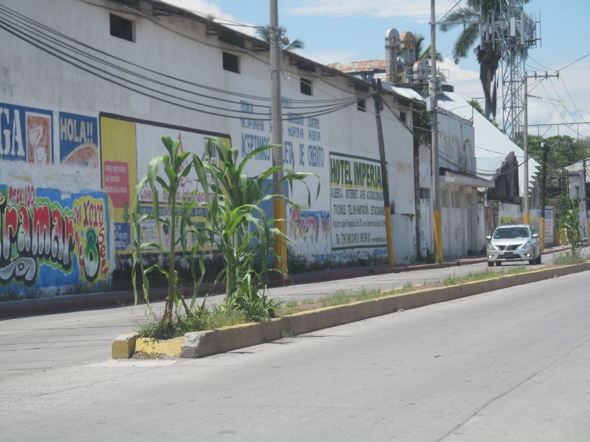 Siembran milpas en céntrico bulevar de Jojutla, como plantas ornamentales
