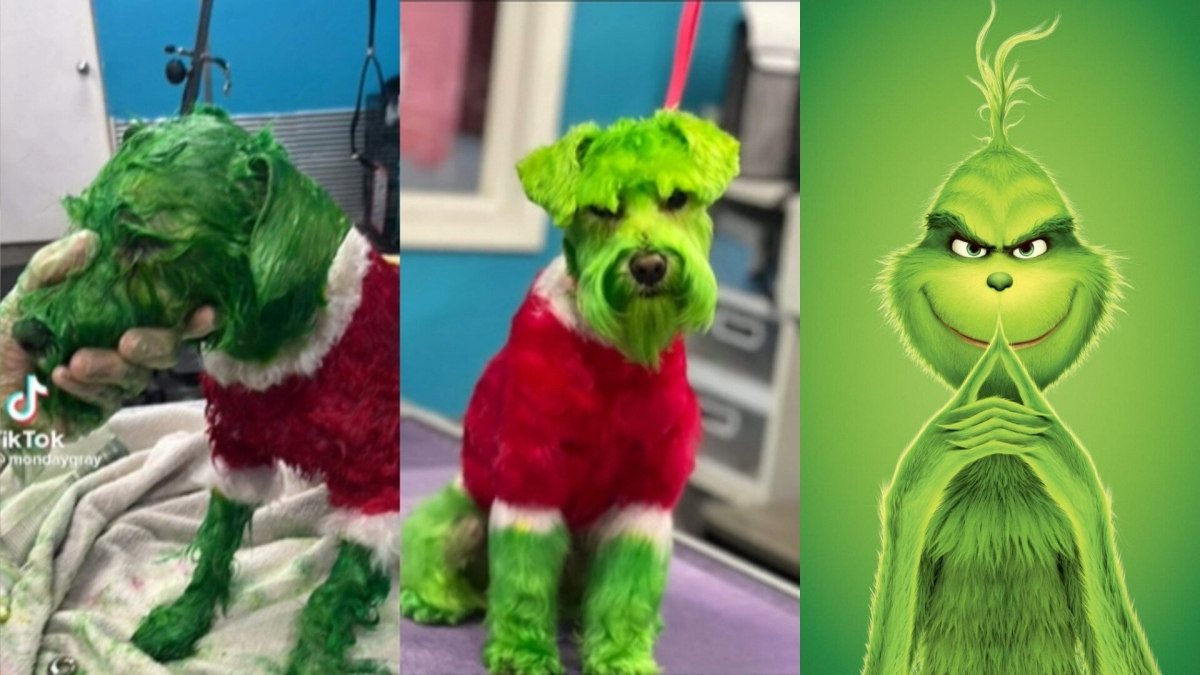 Mujer tiñe a su perrito de verde como el 'Grinch' y se llena de críticas