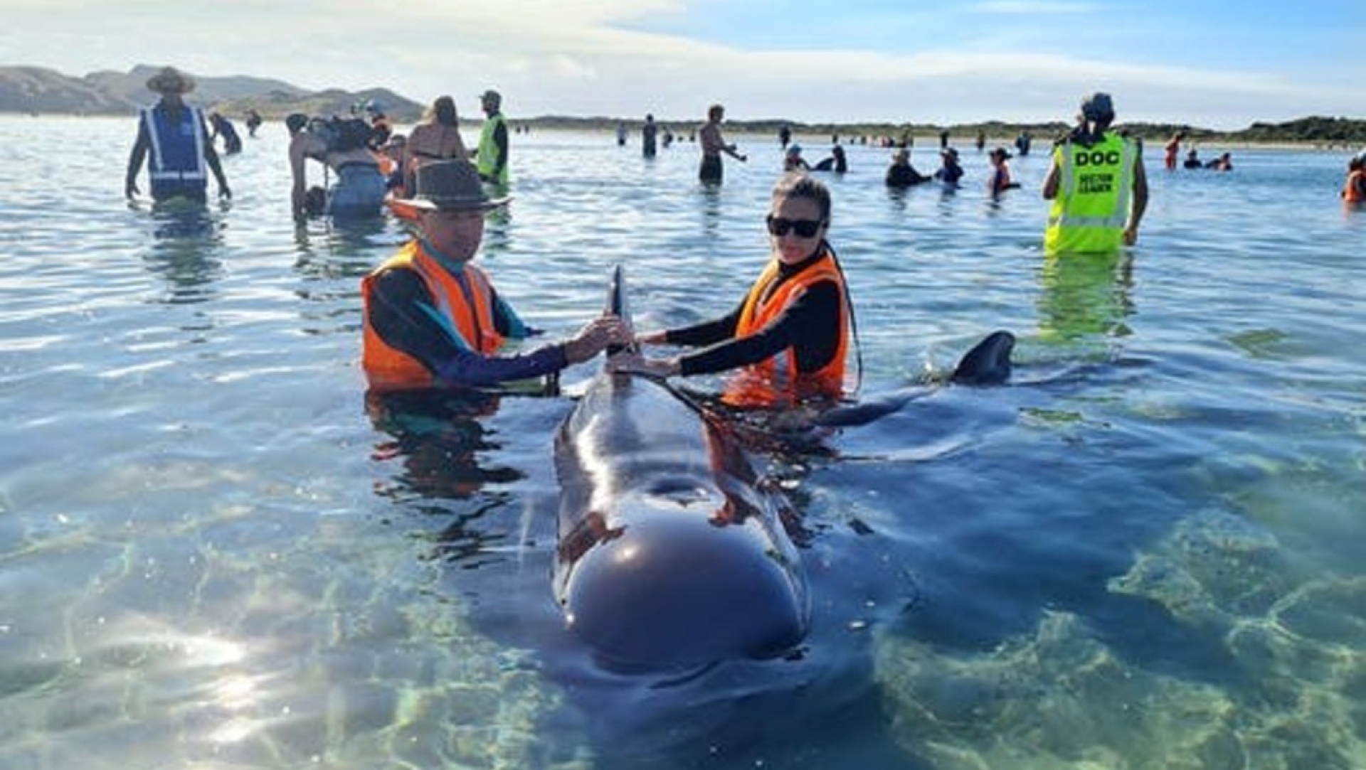 Nueva Zelanda rescata a decenas de ballenas varadas