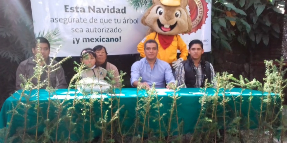 Exhorta Conafor a la población a adquirir árbol de navidad en plantaciones certificadas