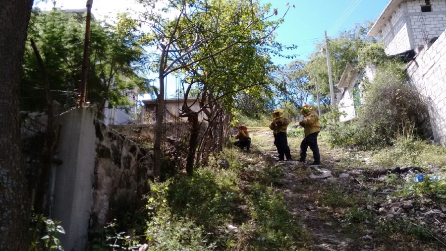 Ataca enjambre de abejas a hombre en Anenecuilco