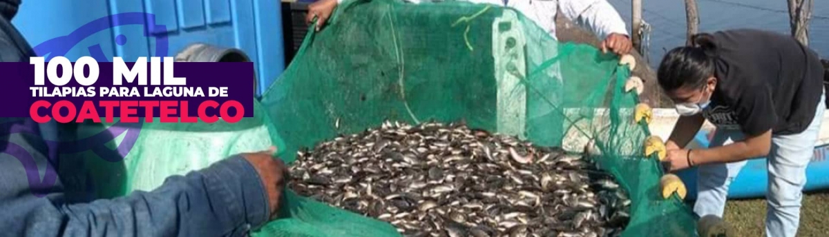 Sembrarán 100 mil crías de tilapia en lagunas de El Rodeo y Coatetelco
