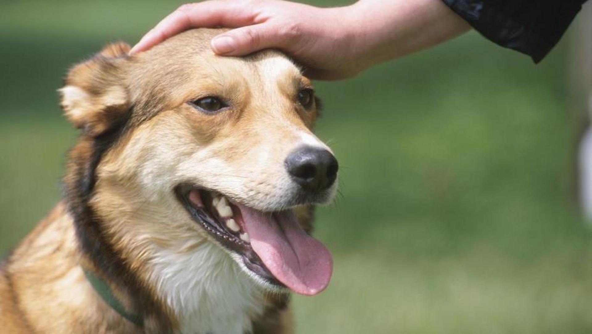 En vigor, nuevo reglamento de bienestar animal