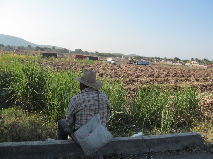 Se incrementará la producción de azúcar en la presente zafra en el país, afirman