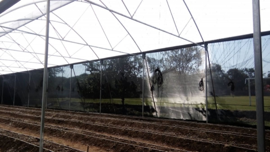 Diez invernaderos de jitomate, con daños por lluvias en Miacatlán y Mazatepec