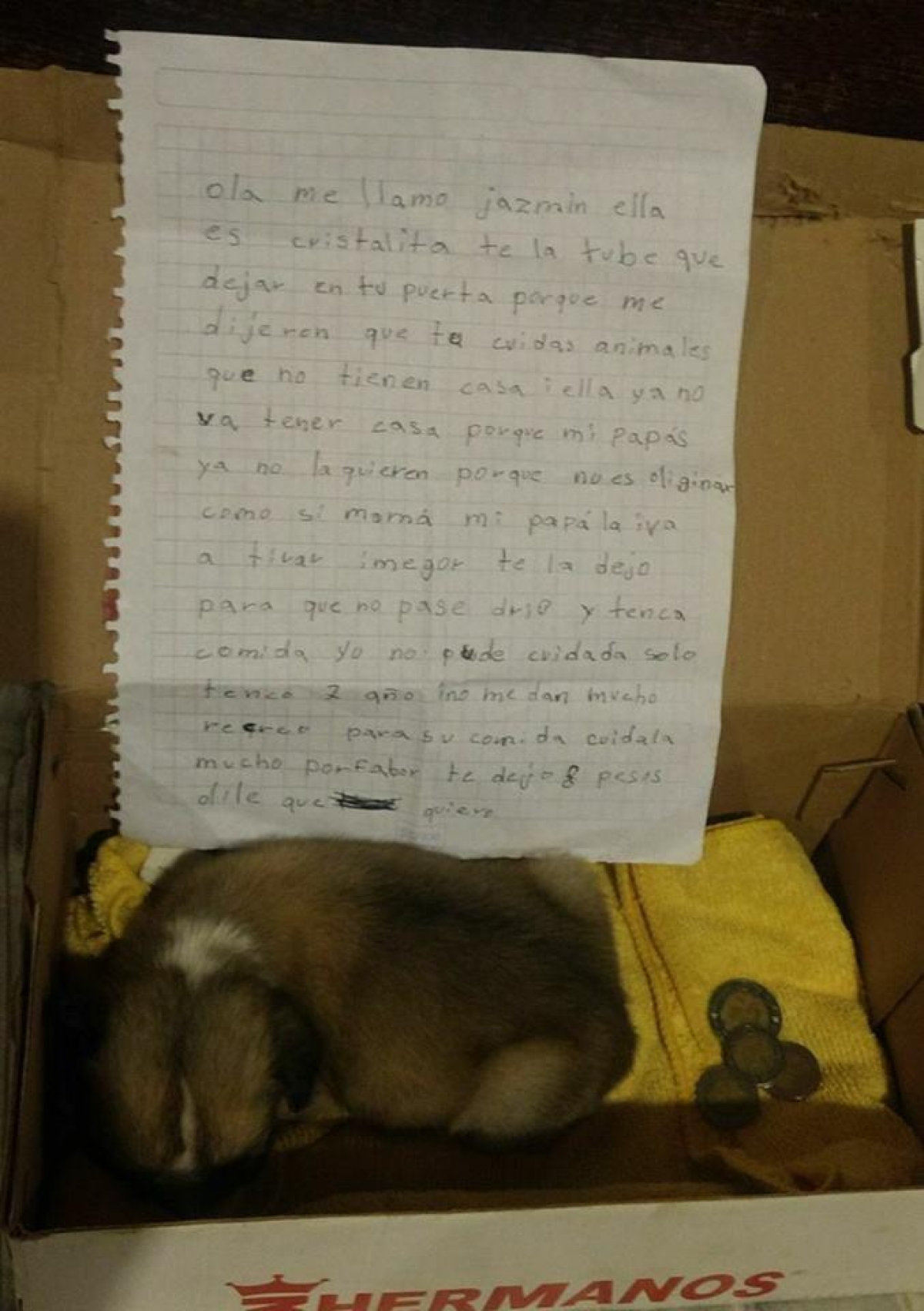"Mis papás no te quieren por no ser original", así menor abandona a mascota