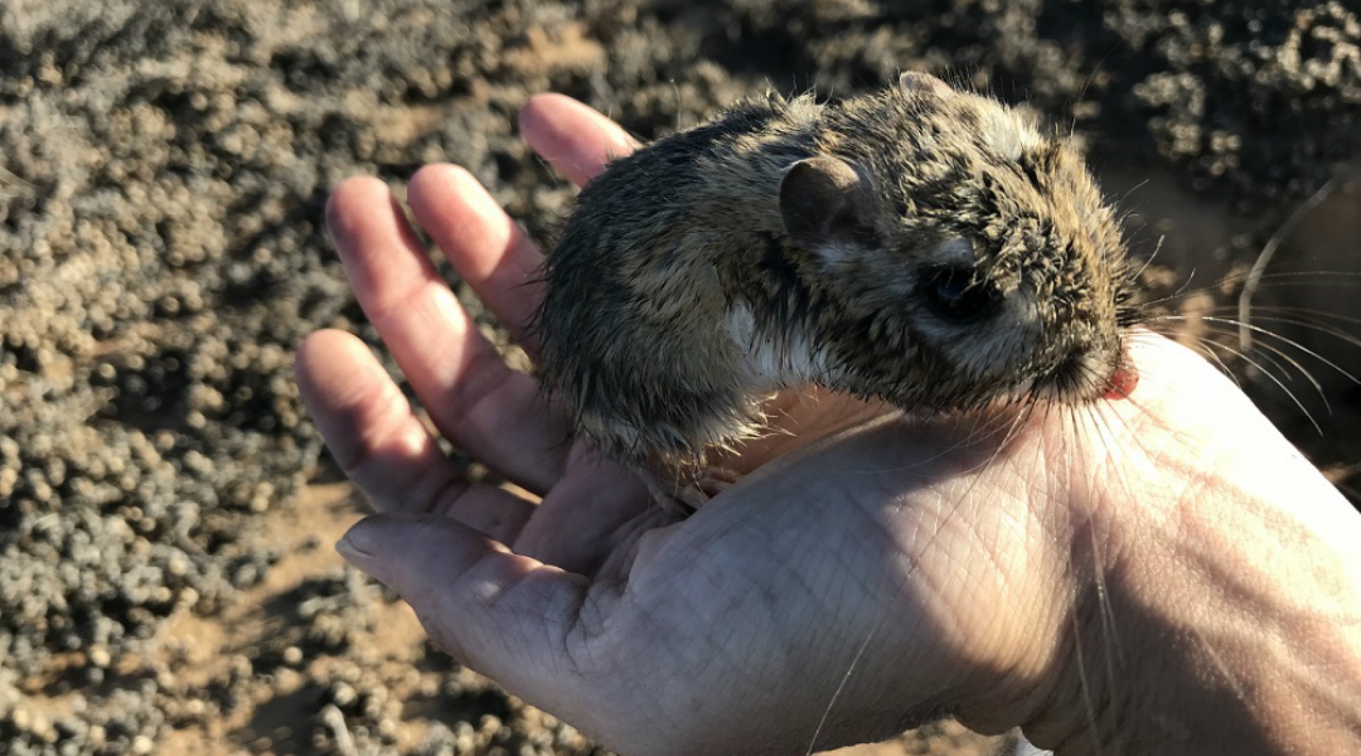 Reaparece en México la Rata Canguro de San Quintín, se creía extinta hace más de 30 años