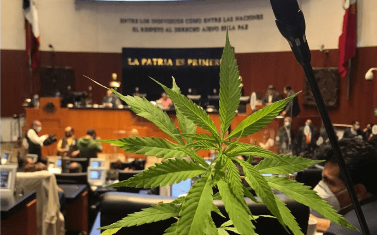 Suprema Corte discutirá el uso lúdico de la marihuana