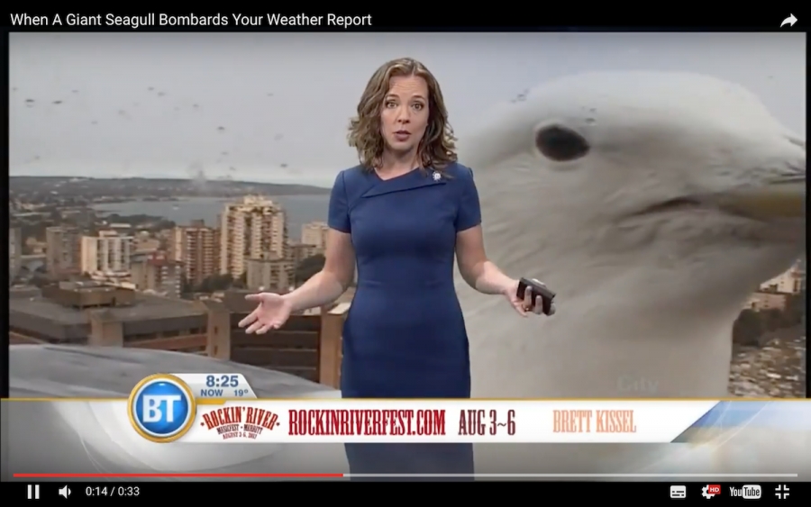 Una gaviota “gigante” sabotea un enlace en vivo de presentadora del estado del tiempo (VIDEO)