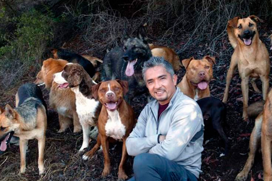 Demandan a César Millán por dar de alta a un pitbull violento sin rehabilitar que mordió a la dueña