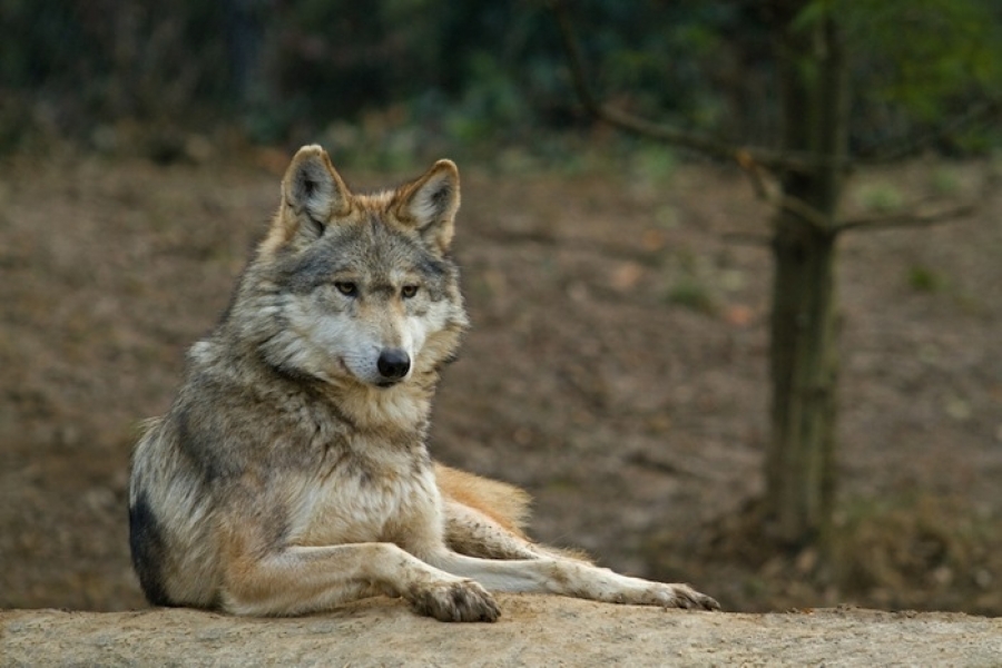 Ocho especies animales, de México y el mundo, que debemos salvar de la extinción en 2016