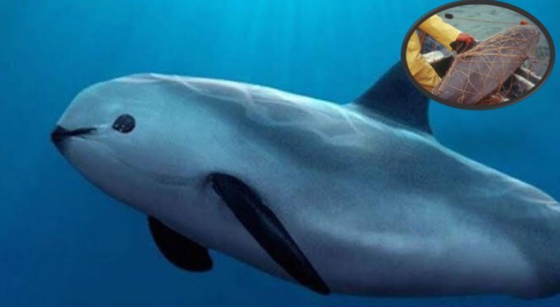 Encuentran la primera vaquita marina muerta del año y es hallada en Mexico (VIDEO)
