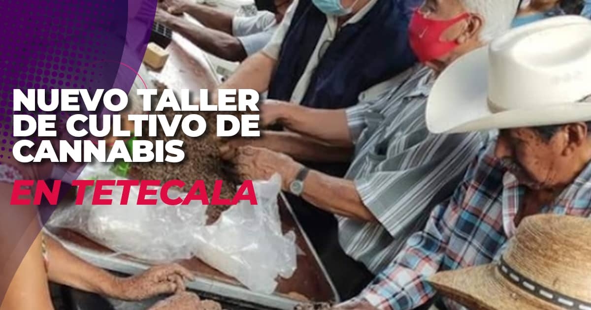 Impartirán nuevo taller de cultivo de cannabis en Tetecala