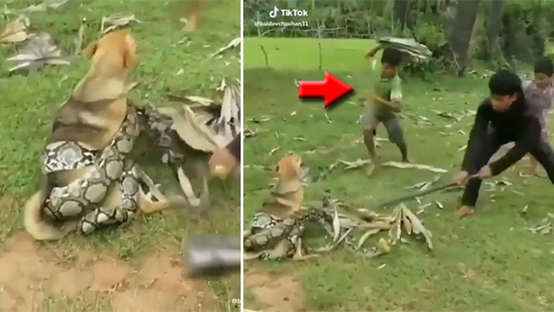 #VIDEO: 3 niños se enfrentan a una enorme serpiente para salvar a su perro