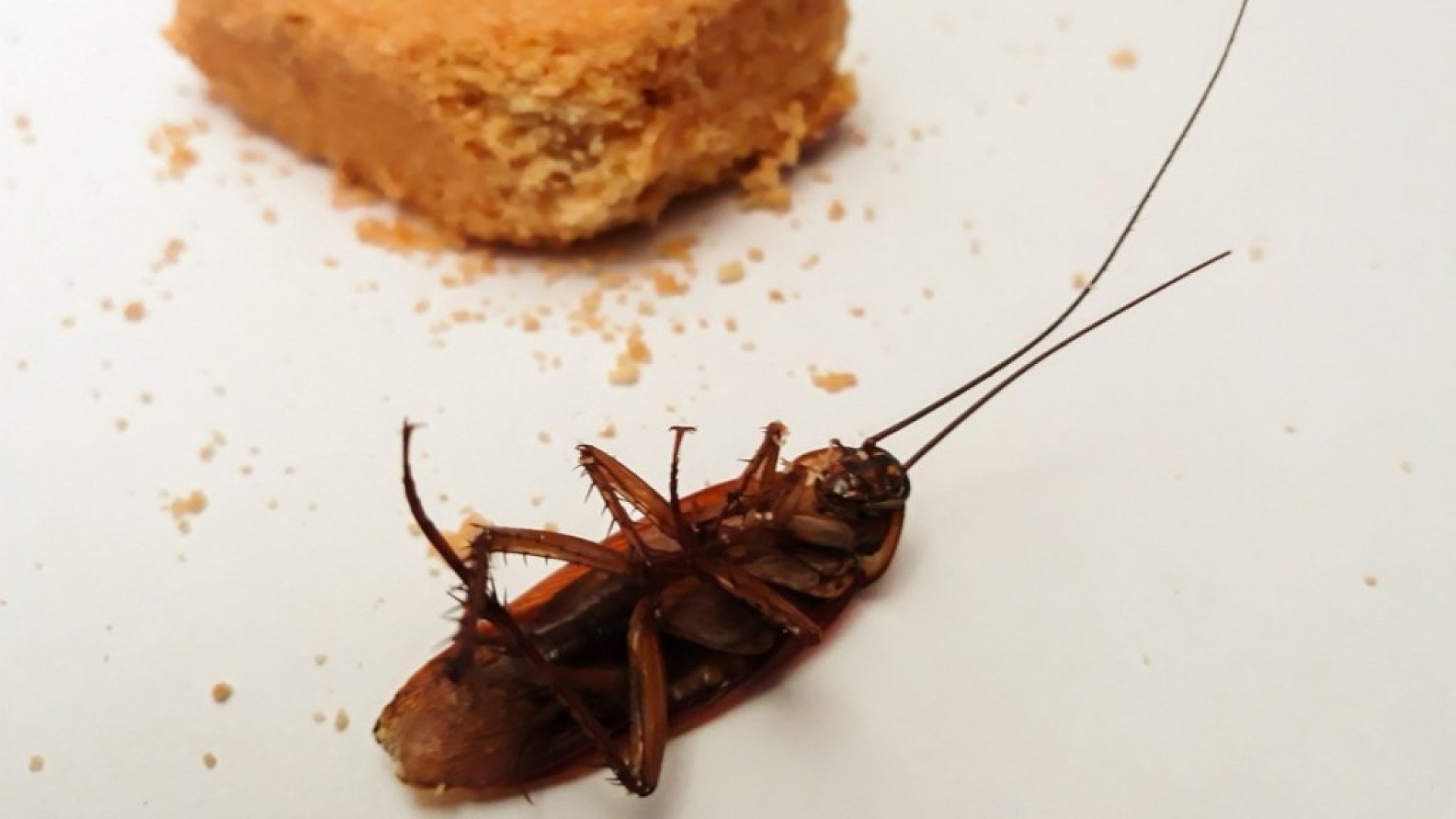 Cosas simples que atraen a las cucarachas a tu casa (además de la comida)
