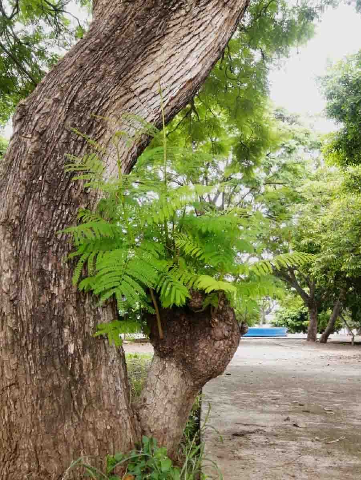 Natura