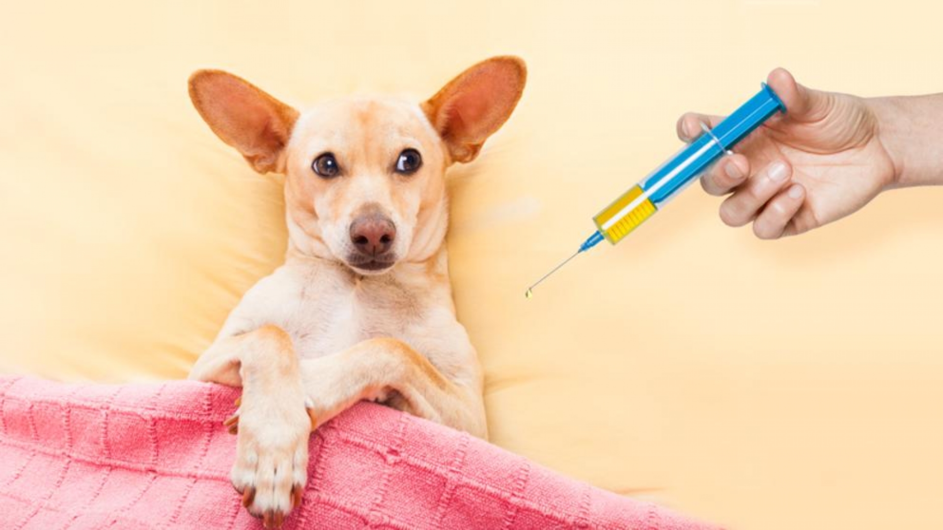 Habrá campaña de vacunación antirrábica canina y felina en Tetecala
