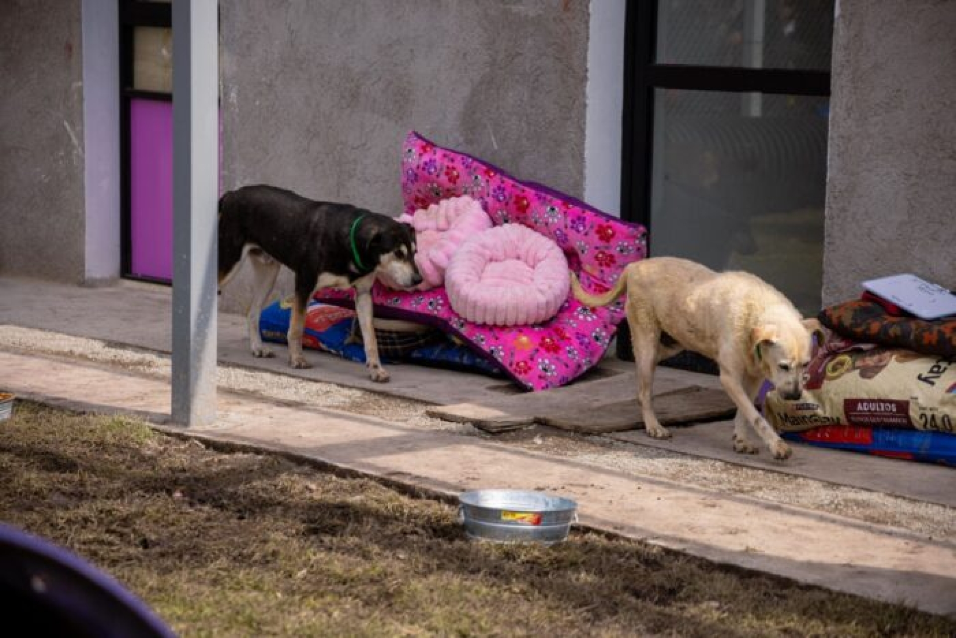 Juez autoriza dar en adopción animales del Refugio Franciscano en CDMX