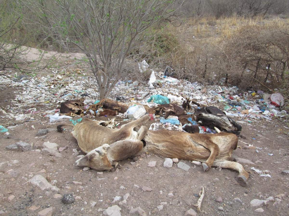 Tiradero de reses en Quilamula genera malos olores y riesgo a la salud