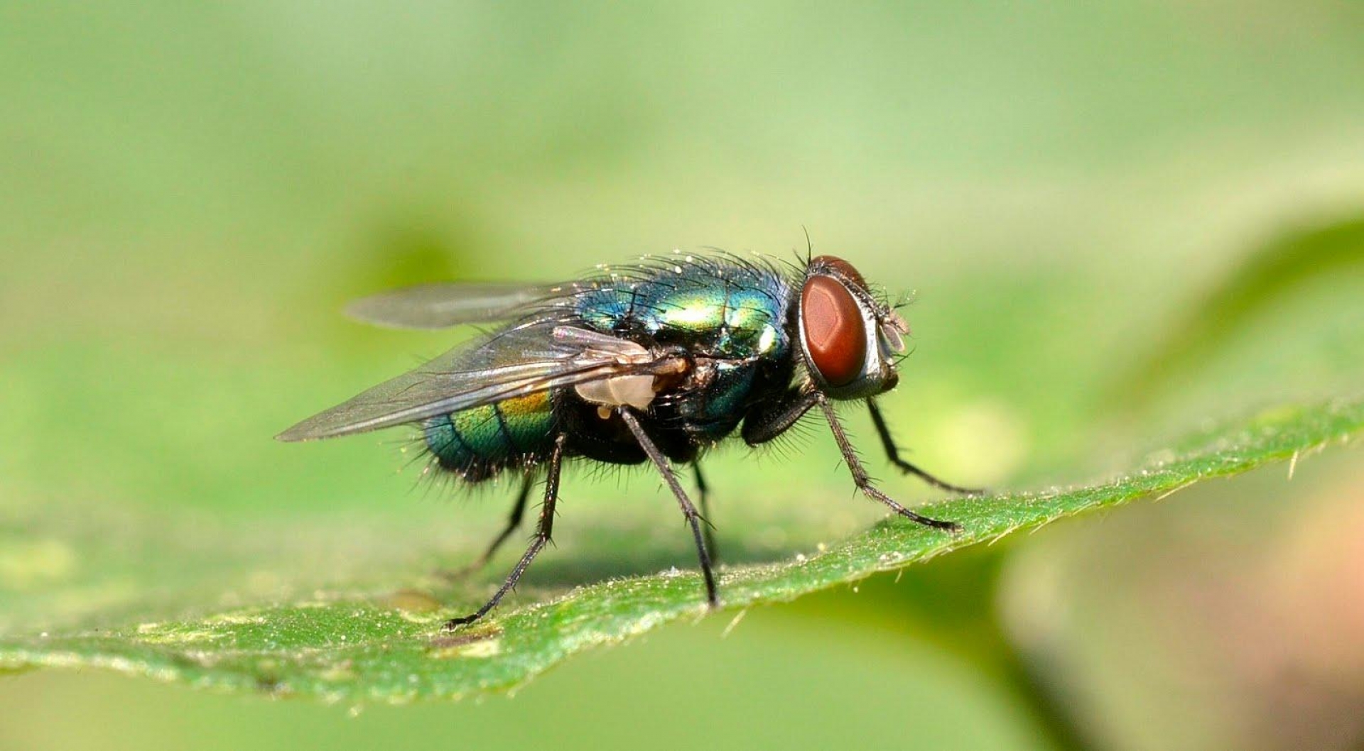 DATO CURIOSO: Moscas mantienen el equilibrio ecológico de la Tierra