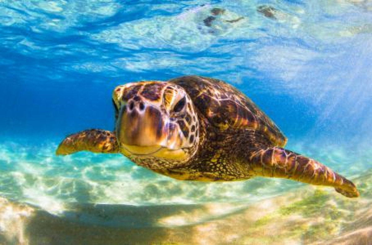 EU elimina decenas de medidas para proteger a especies en extinción